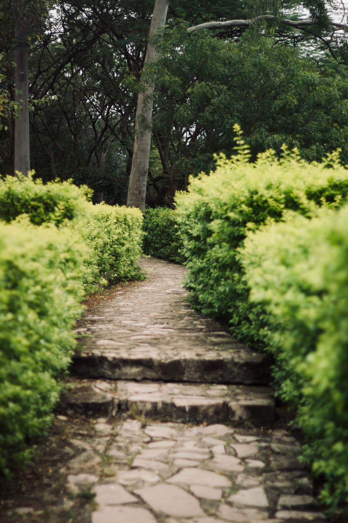 A shaded garden walkway