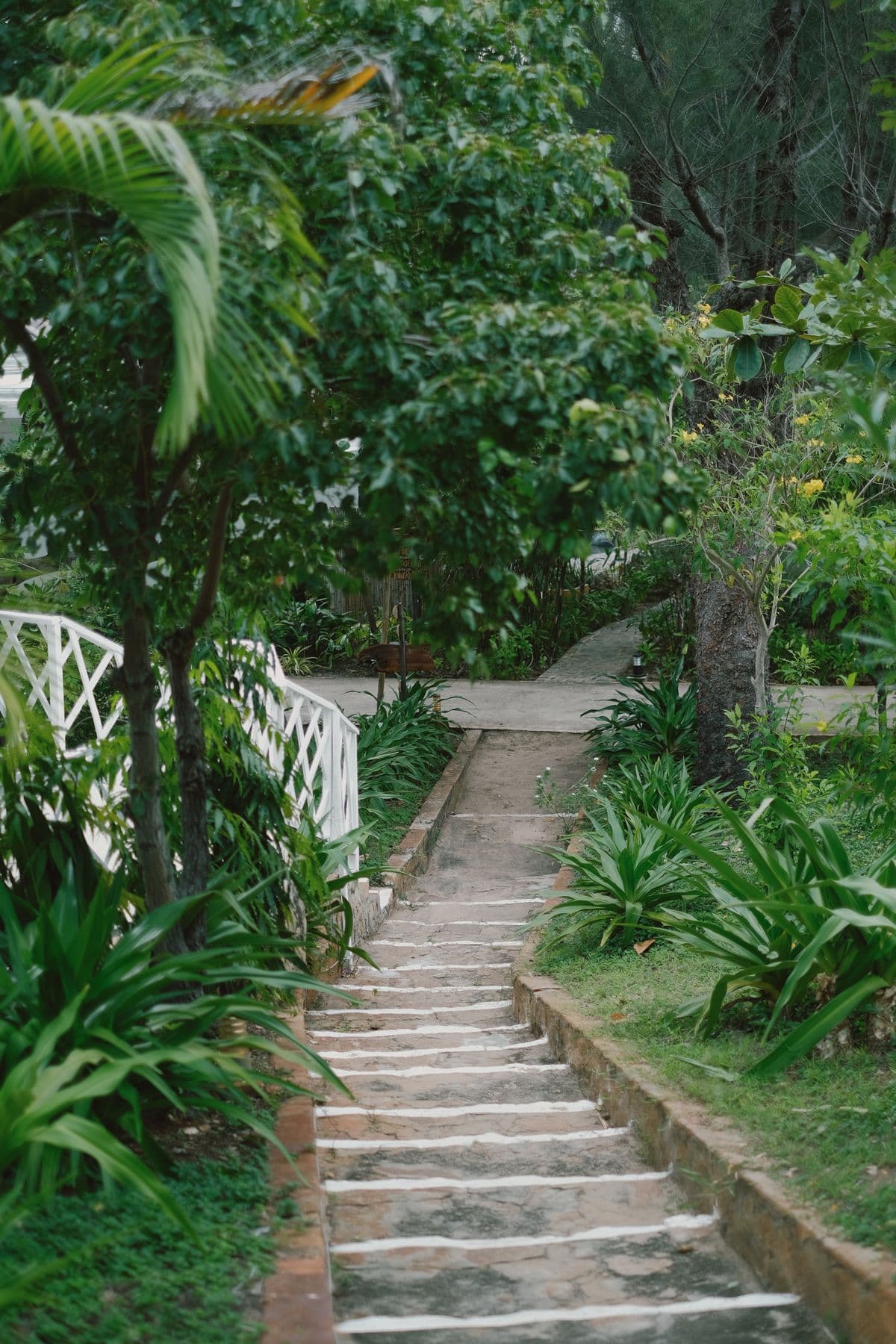 A garden path lined with greenery